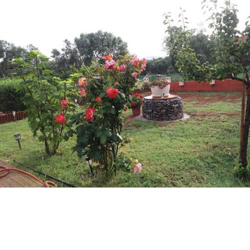 Dora's Garden