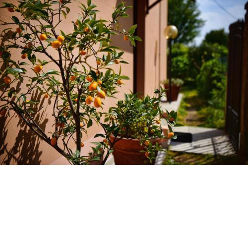 Easy Welcome Pescallo Mandarin