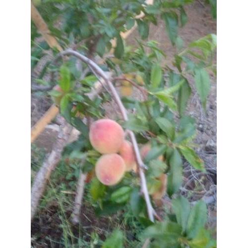 El Pinar natural house eco farm
