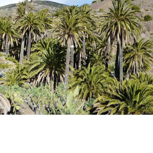 El Pirguan Holiday House, your oasis in La Gomera