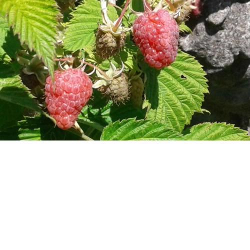 Fattoria La Germana