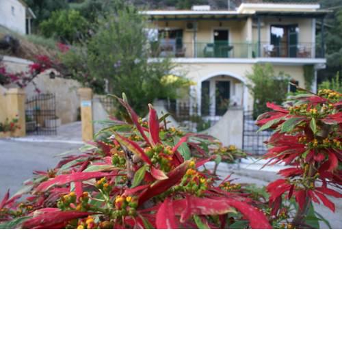 Felicita - Balis