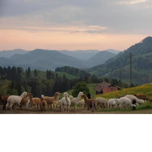 Ferien auf dem Alpaka Hof