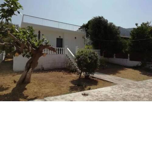 Fig tree house
