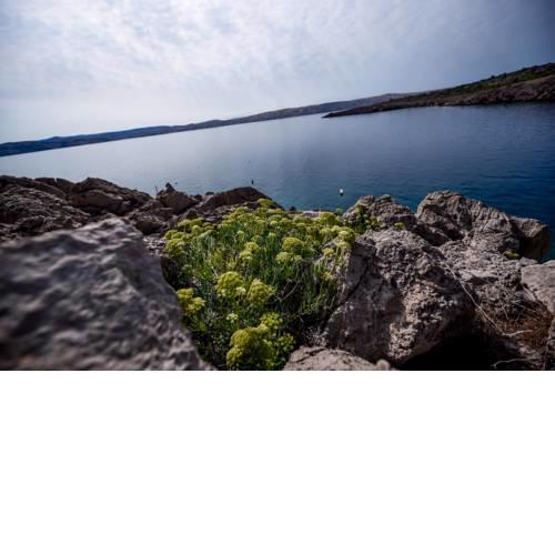 First row by the sea - Apartment Ivan A1