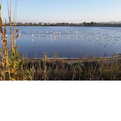 Flamingo view