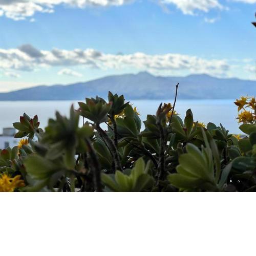 Flower Residence sea view