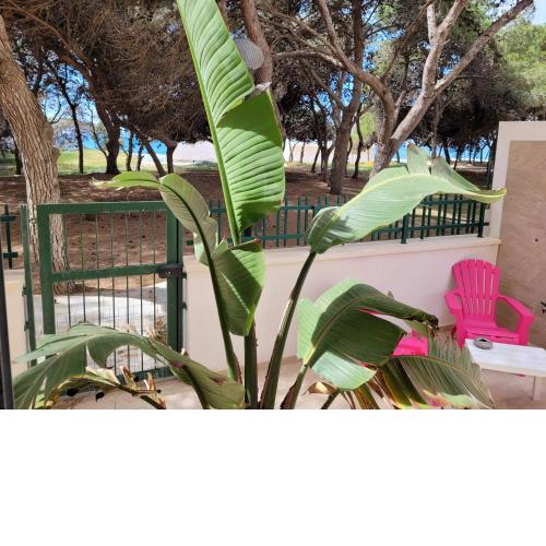 FRONTE PINETA MARE RIVABELLA