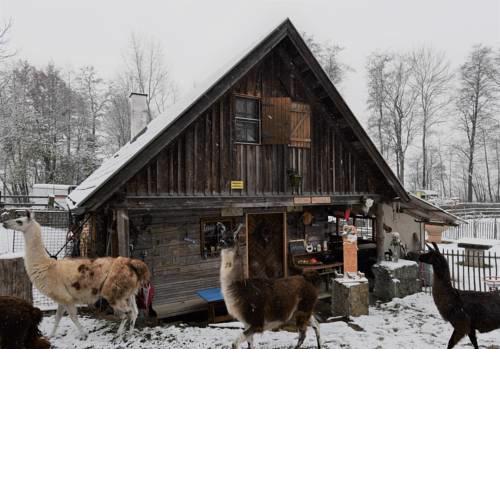 Getreidekasten auf einer Lamafarm