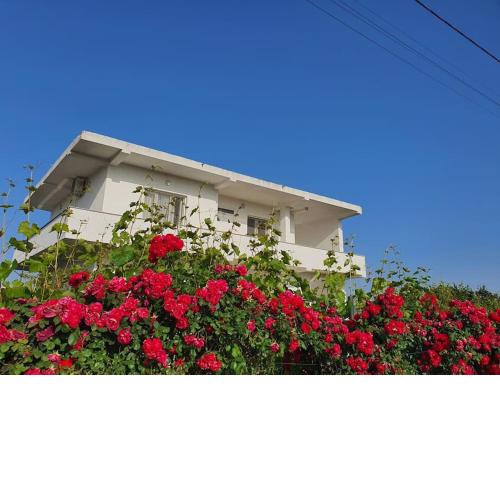 Green Villa
