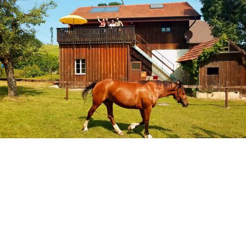 Guesthouse La Moliere