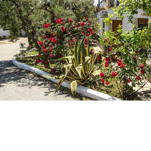 Holiday resort Asteris Village Gerakini - SKG02003-CYB