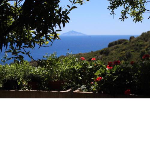 Il Cavolo Nero