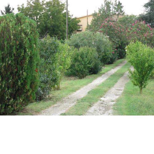Il Mandorlo