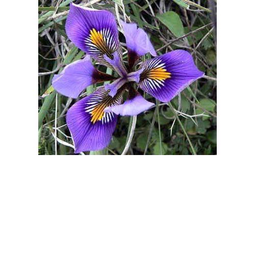 IRIS Cretensis (with a Pool)