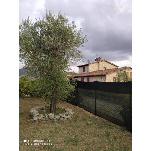 la Casa degli olivi