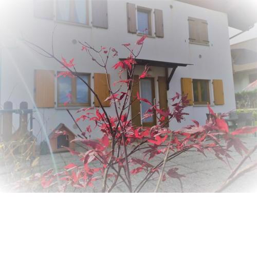 la STELLA House