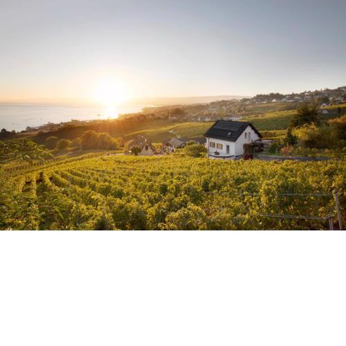 #Lavaux