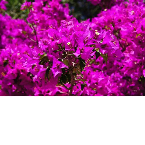 Le bougainvillea 1