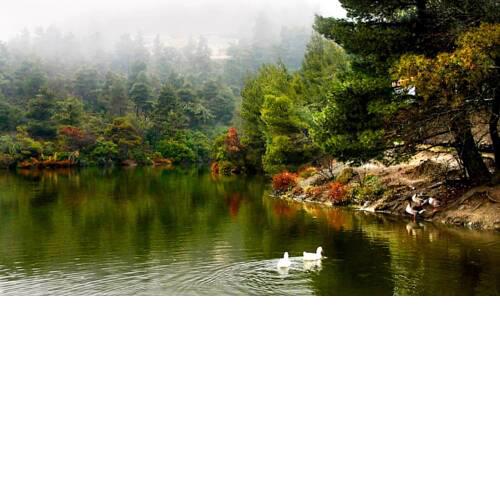 Love Forest House