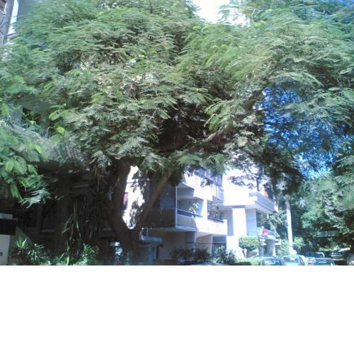 Lovely 1BR complete flat in a central location Cairo,