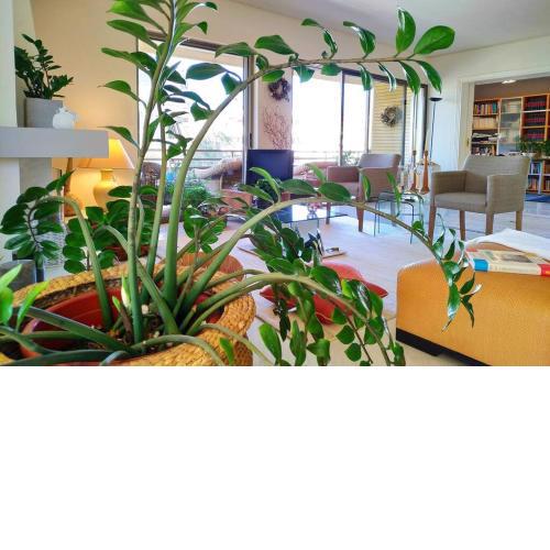 Luxury Apartment near the Beach