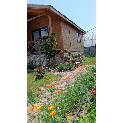 Marin Bungalow