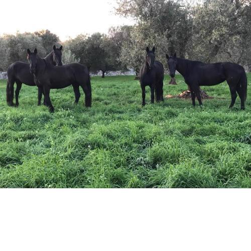 Masseria Boccadoro