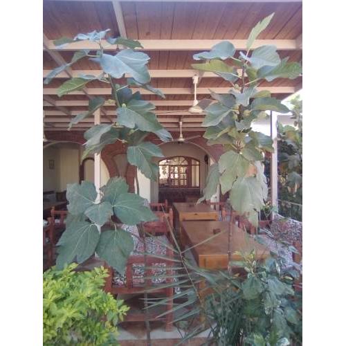 Memnon Hotel Luxor
