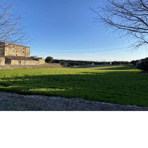 Menta Rural