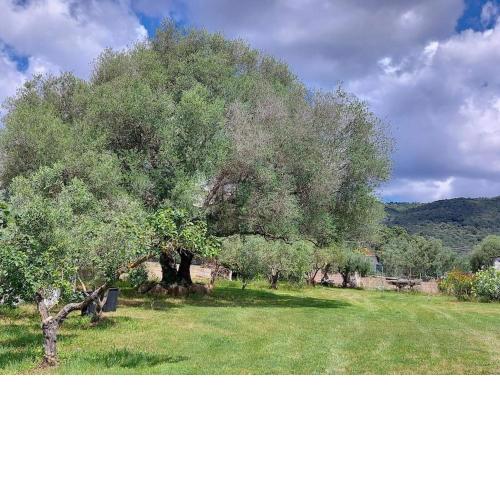 Olbia grazioso bilo in periferia