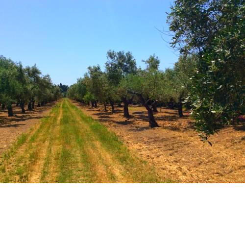 Olive Beach
