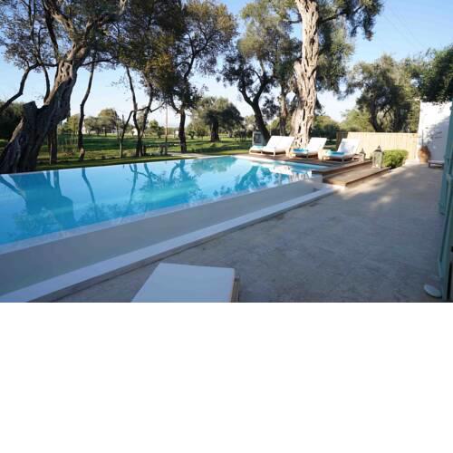 Olive Tree 3