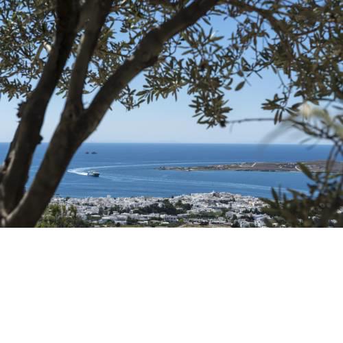 Olive Tree House in Parikia