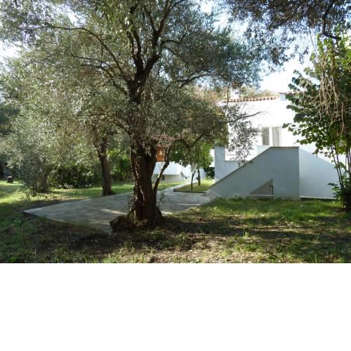 Olive Tree Villa