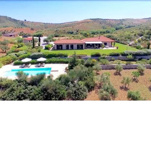 Olives Grove