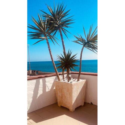 Palm Beach Scalera
