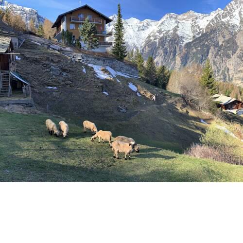 Panorama at Haus Waldheim! Nr 12