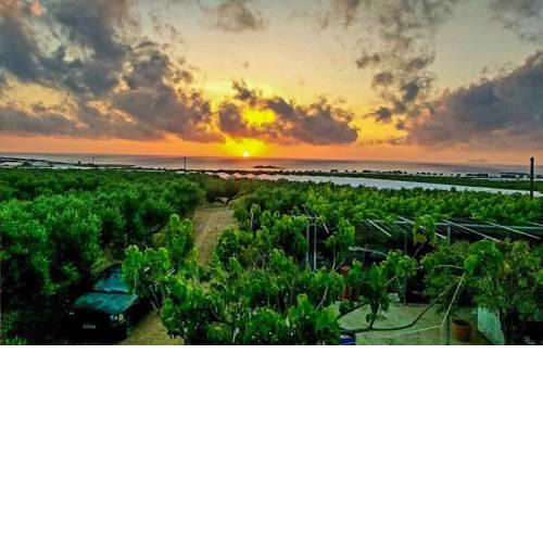 Pause Serenity House into Olive Groves