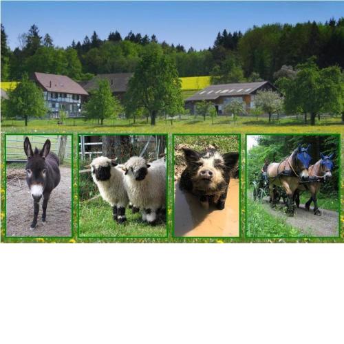 Pferde - und Eselhof Grünegg