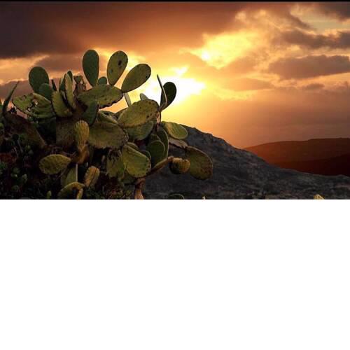 Prickly Pear House
