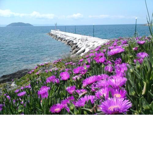 Room in BB - Welcome To Hotel petunia, In Neos-marmaras,xalkidiki ,greece, double room 6