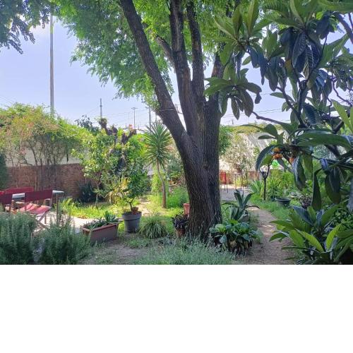 Room with a garden