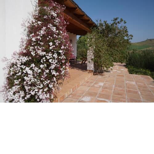 Rosas Cantares: Casa Siri