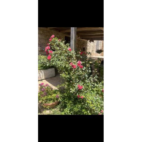 ROSE ROSSE