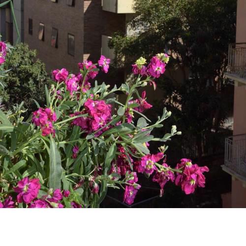 Rouva Maria's Apartment - Down Town Corfu