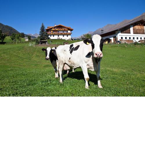 Schneiderhof, Urlaub auf dem Bauernhof