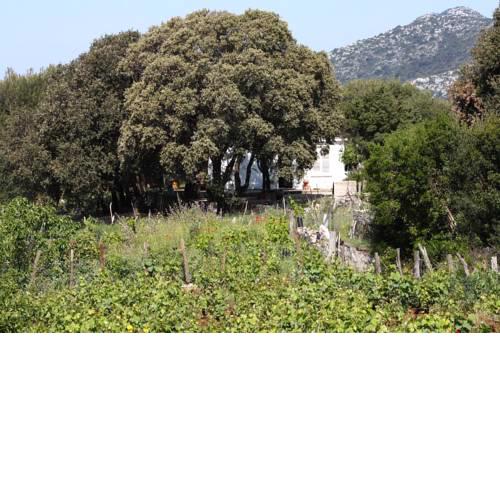 Secluded fisherman's cottage Cove Blaca (Mljet) - 615