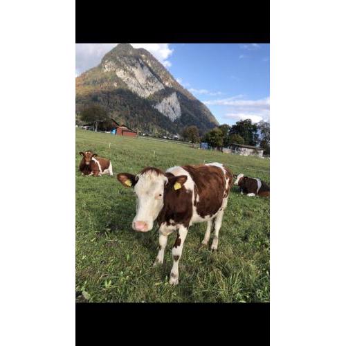 STUDIO THE COW