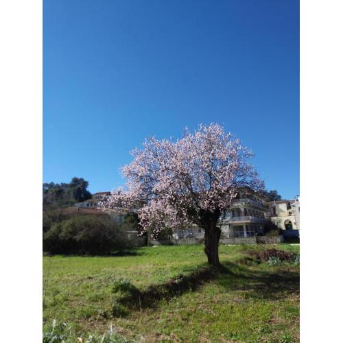 Sunny Almond Studios